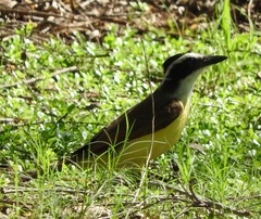 Pitangus sulphuratus