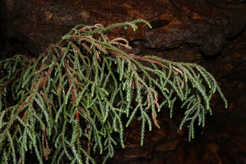 Dwarf mountain pine (Pherosphaera fitzgeraldii)