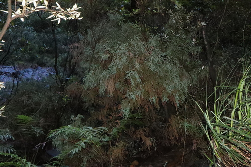 Dwarf mountain pine (Pherosphaera fitzgeraldii)