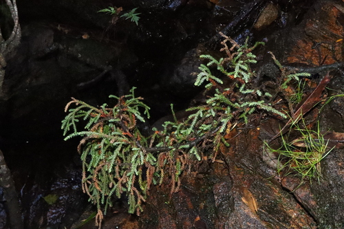 Dwarf mountain pine (Pherosphaera fitzgeraldii)