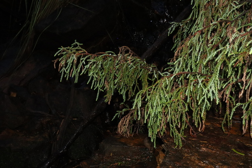 Pherosphaera fitzgeraldii, photograph 3