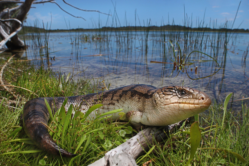Blotched Blue-Tongued Lizard, Tiliqua nigrolutea