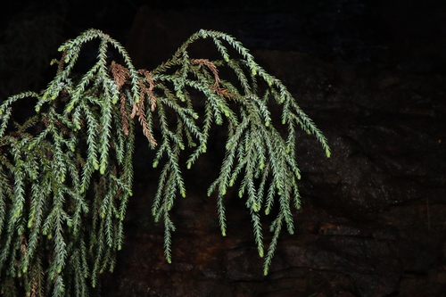 Pherosphaera fitzgeraldii, photograph 4
