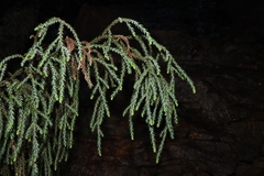 Pherosphaera fitzgeraldii, photograph (c) Thomas Mesaglio, some rights reserved (CC BY)