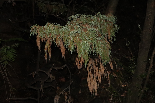 Pherosphaera fitzgeraldii, photograph 6