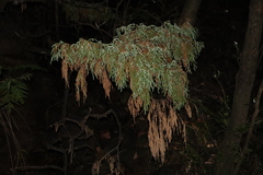 Pherosphaera fitzgeraldii, photograph (c) Thomas Mesaglio, some rights reserved (CC BY)