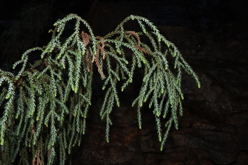 Pherosphaera fitzgeraldii, photograph 5