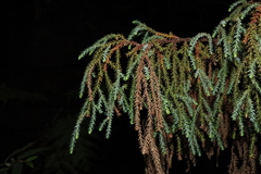 Pherosphaera fitzgeraldii, photograph (c) Thomas Mesaglio, some rights reserved (CC BY)