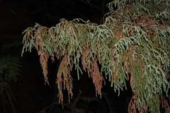 Pherosphaera fitzgeraldii