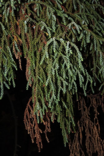 Pherosphaera fitzgeraldii, photograph 2
