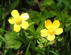 Ranunculus sierrae-orientalis