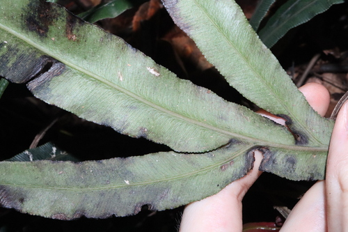 Image of Blechnum patersonii by (c) Thomas Mesaglio, some rights reserved (CC BY)