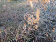 Cylindropuntia thurberi versicolor
