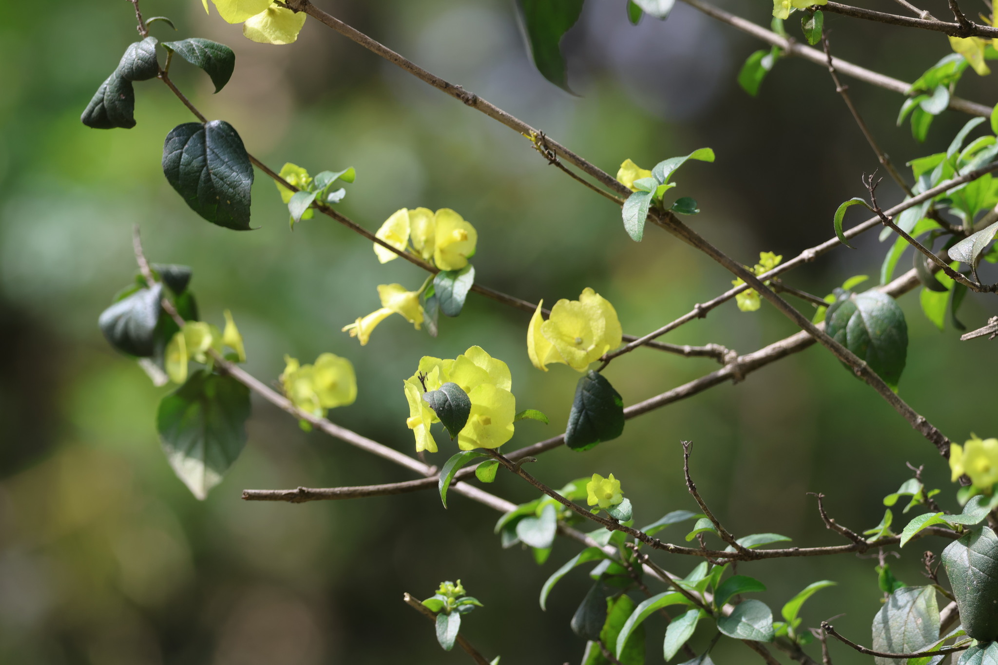 Imagem de Chapéu-chinês