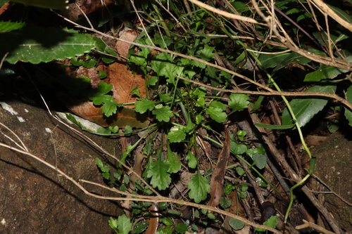 Image of Viola silicestris by (c) Thomas Mesaglio, some rights reserved (CC BY)