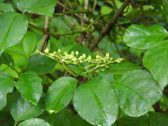 Causonis corniculata