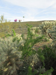 Cirsium neomexicanum