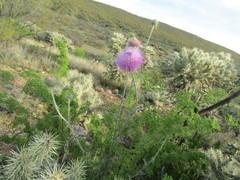 Cirsium neomexicanum