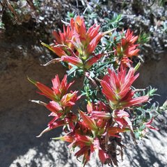 Castilleja tenuiflora
