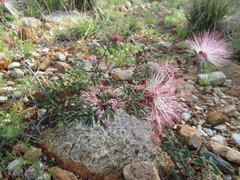 Calliandra eriophylla