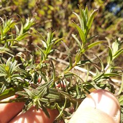 Castilleja tenuiflora