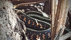 Thamnophis sirtalis concinnus