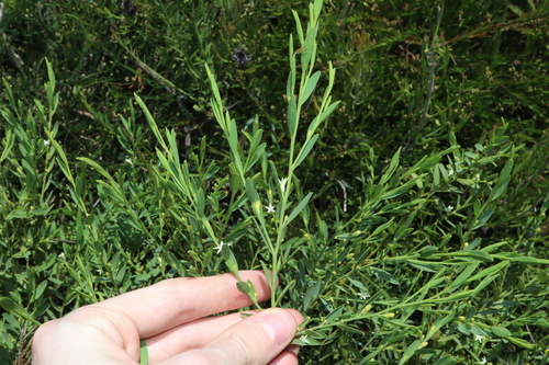 Image of Olax stricta by (c) Thomas Mesaglio, some rights reserved (CC BY)