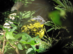 Malaconotus blanchoti hypopyrrhus