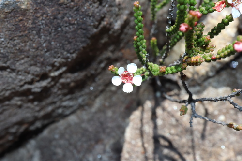 Image of Baeckea brevifolia by (c) Thomas Mesaglio, some rights reserved (CC BY)