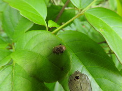 Asiophrida scaphoides