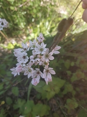 Allium trifoliatum