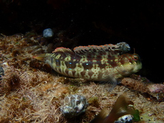 Bullethead Rockskipper photo 4