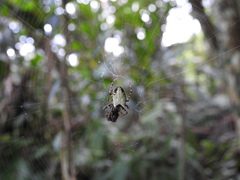 Argiope ocula