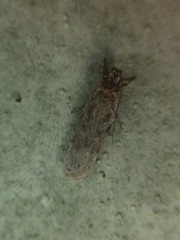 Gelechiini