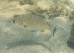 Acanthopagrus australis