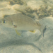 Acanthopagrus australis