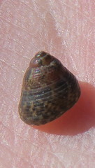 Micrelenchus sanguineus