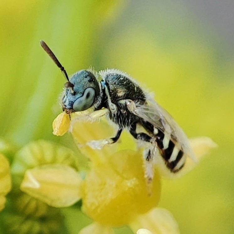 Ceylalictus variegatus