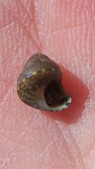 Micrelenchus sanguineus