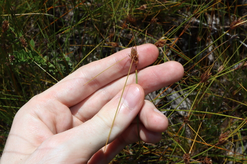 Schoenus turbinatus, 2024-01-29