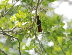 Chrysolampis mosquitus