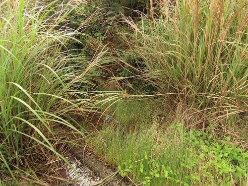 Image of Eleocharis dulcis by (c) chiuluan, some rights reserved (CC BY)