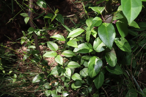 Image of Vincetoxicum barbatum by (c) Thomas Mesaglio, some rights reserved (CC BY)