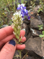 Castilleja attenuata