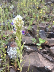 Castilleja attenuata