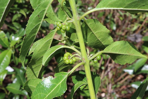 Image of Hedycarya angustifolia by (c) Thomas Mesaglio, some rights reserved (CC BY)