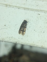 Stenoptinea auriferella