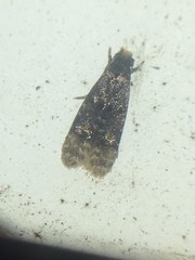 Stenoptinea auriferella