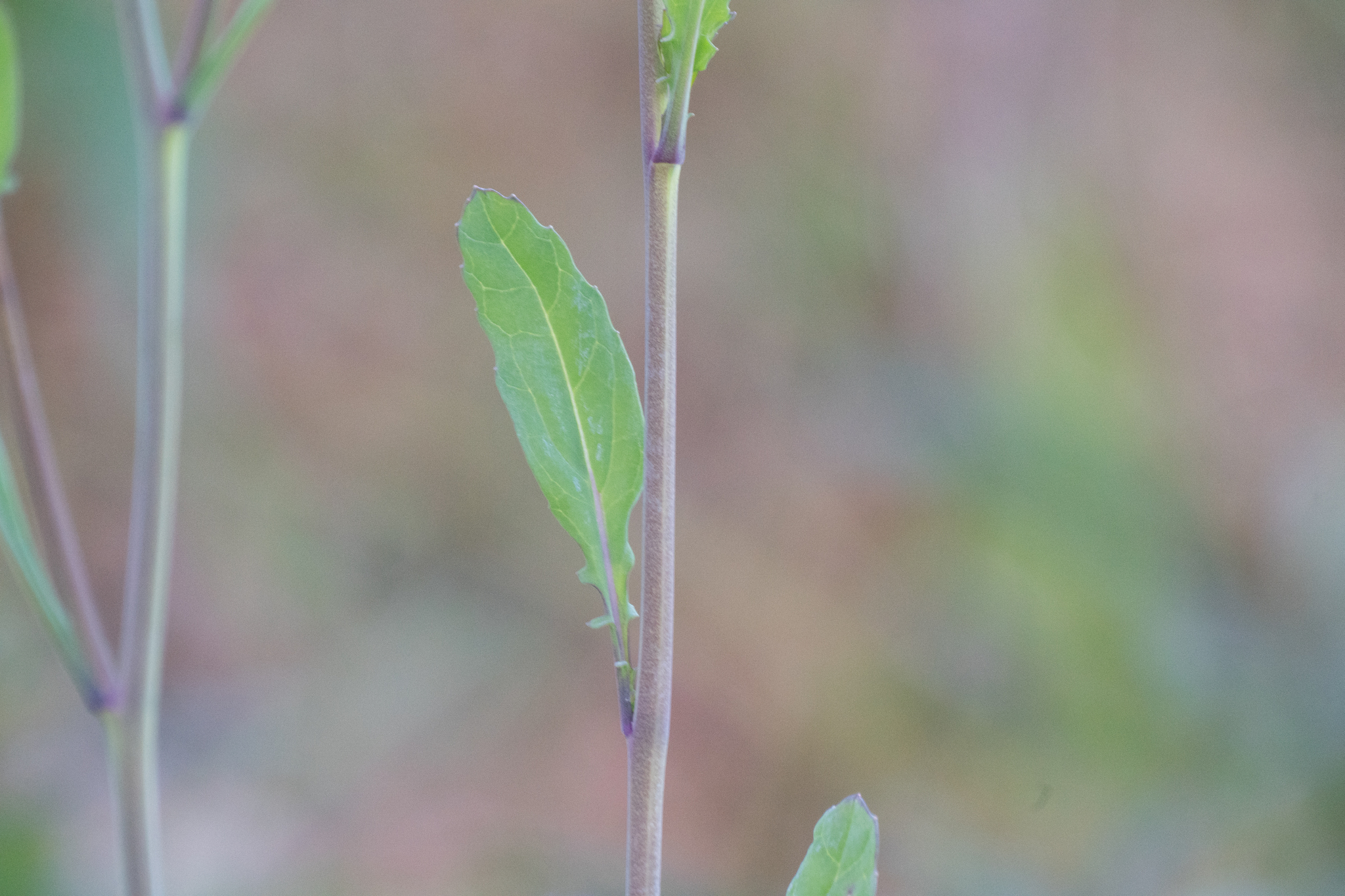 Photo by WATANABE Hitoshi 渡辺仁 via iNaturalist (Copyright WATANABE Hitoshi 渡辺仁)