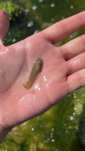 Arab Blenny